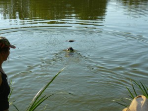 Sfk_und_WaT_2015 039           